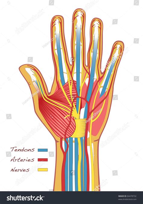 Hand Anatomy: Bones, muscles, arteries and nerves .